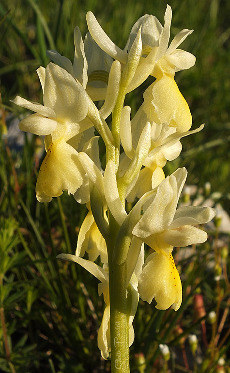 DSCF3870.jpg