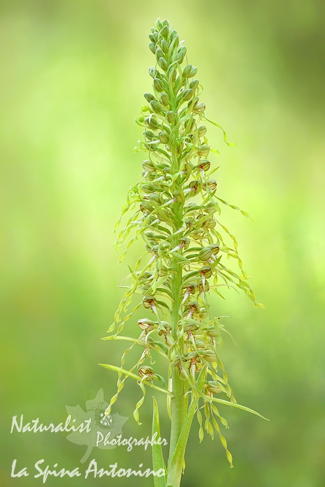 Himantoglossum hircinum_700px.jpg