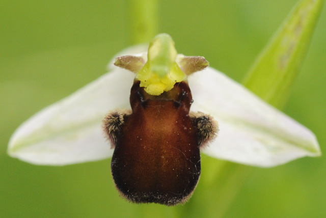 Ophrys apifera var. fulvofusca_DSC8357.jpg