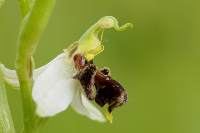 Ophrys apifera var. fulvofusca 2_DSC8361.jpg