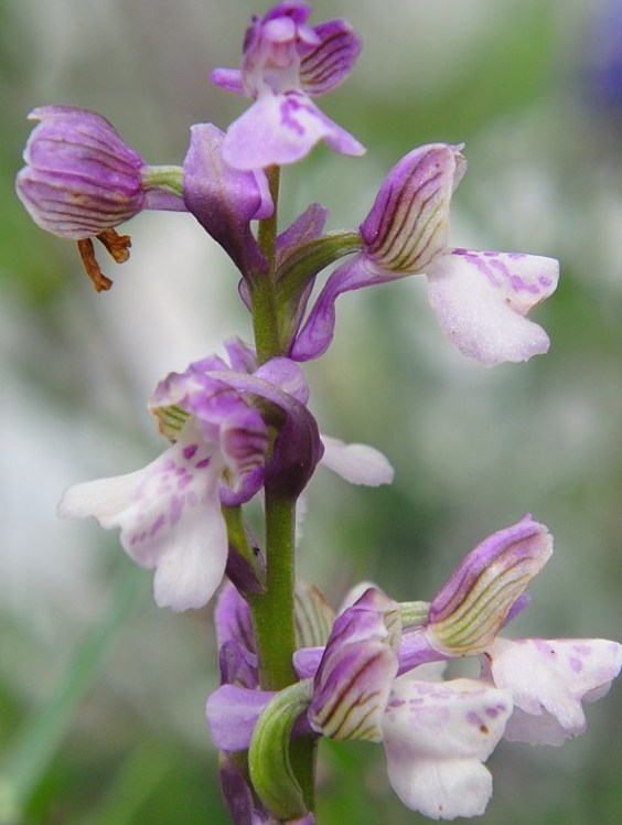 Orchis_2.JPG