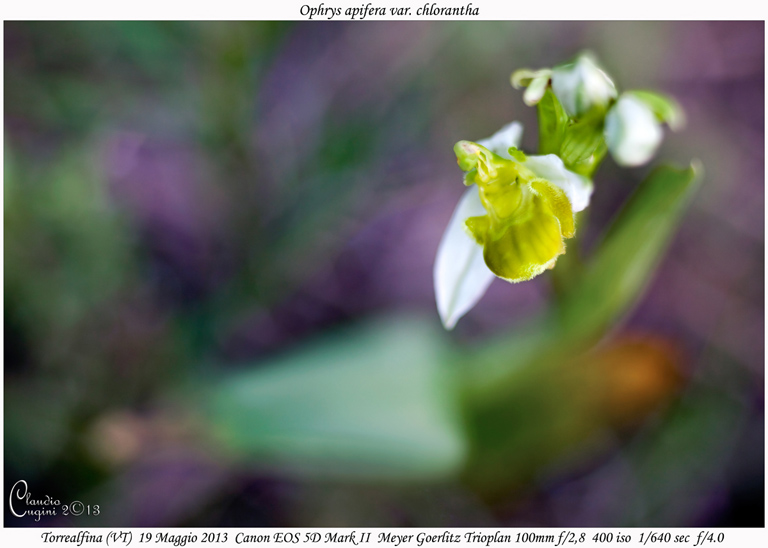 Ophrys apifera var. chlorantha_MG_1166 GIROS.jpg