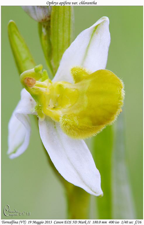 Ophrys apifera var. chlorantha_MG_1152 GIROS.jpg