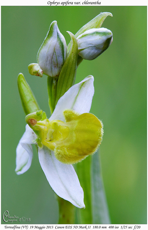Ophrys apifera var. chlorantha_MG_1158 GIROS.jpg