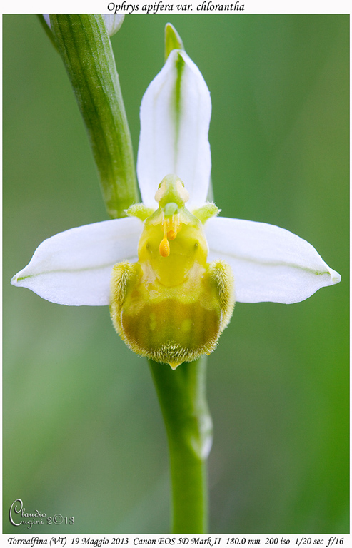 Ophrys apifera var. chlorantha_MG_1137 GIROS.jpg