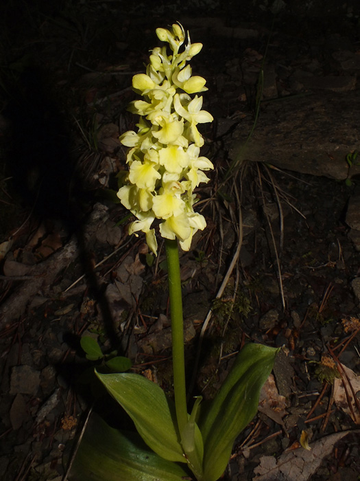 DSCF4868.jpg