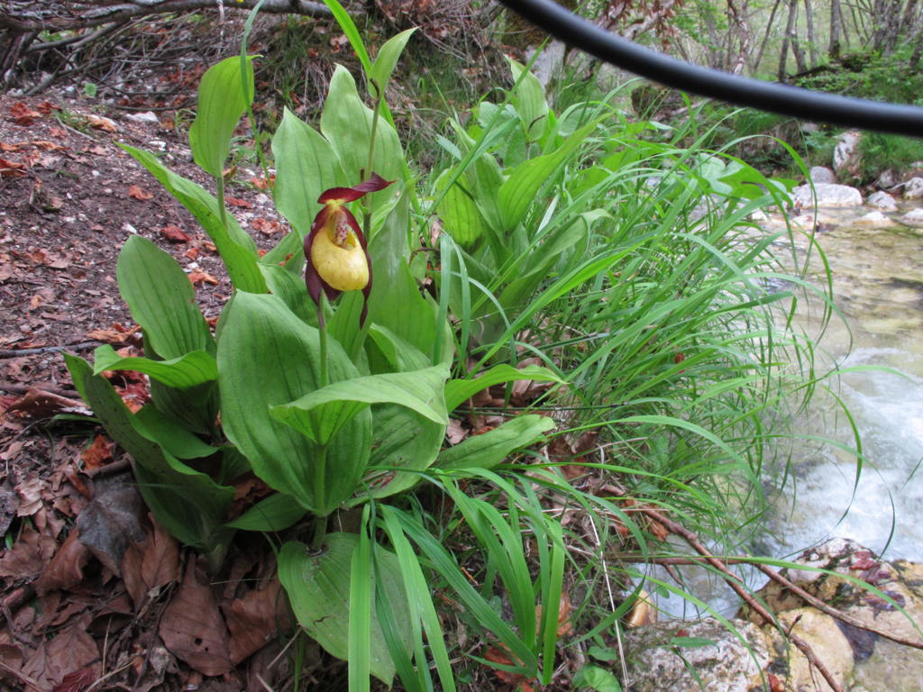 08-Cypripedium_calceolus-piante_e_fiore.jpg