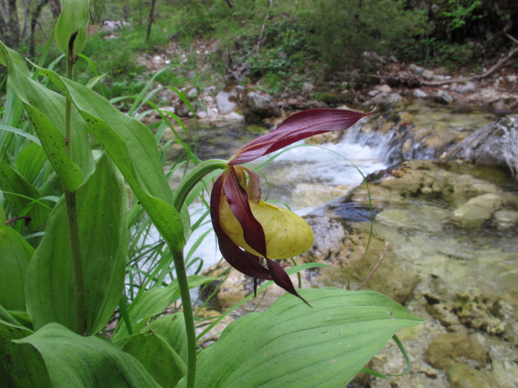 07-Cypripedium_calceolus-fiore.jpg