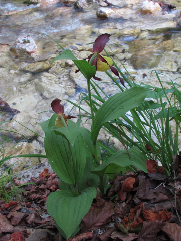 14-Cypripedium_calceolus-2_piante_in_fiore.jpg