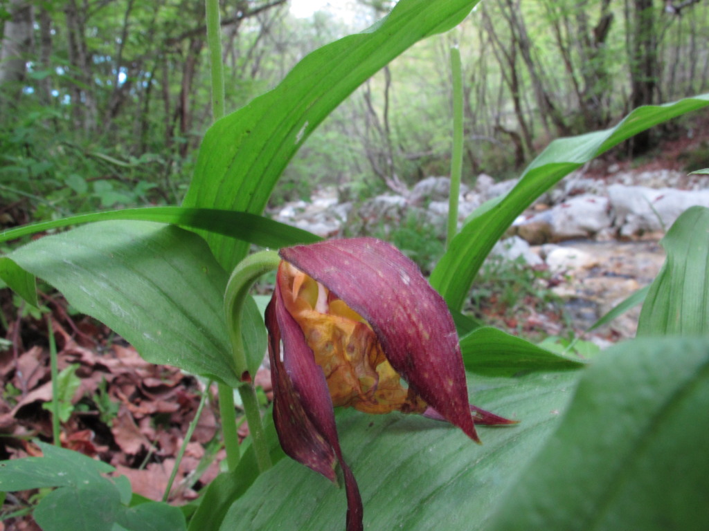 05-Cypripedium_calceolus-fiore_appassito.jpg