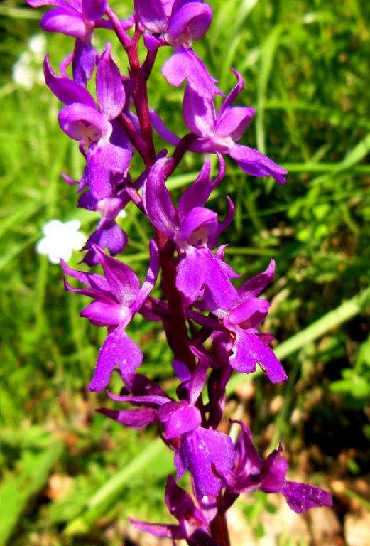 Orchis mascula (9).jpg
