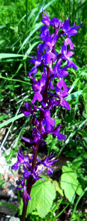 Orchis mascula (10).jpg