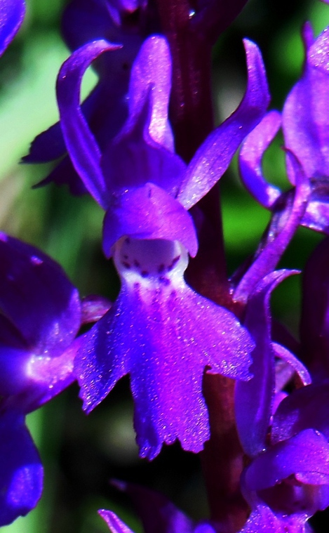 Orchis mascula (5).jpg