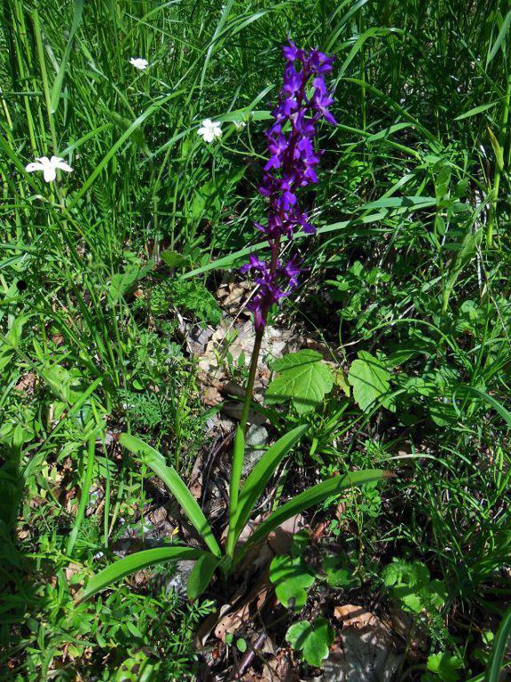 Orchis mascula (8).jpg