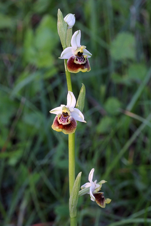 1-ophrys appennina.jpg