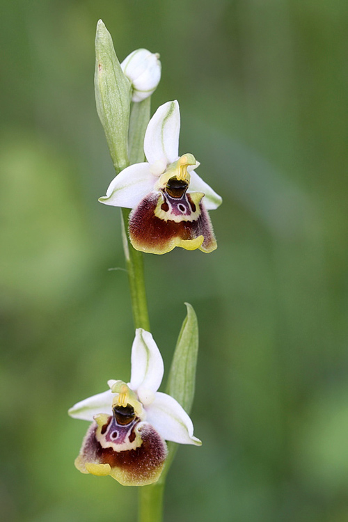 2-ophrys appennina.jpg