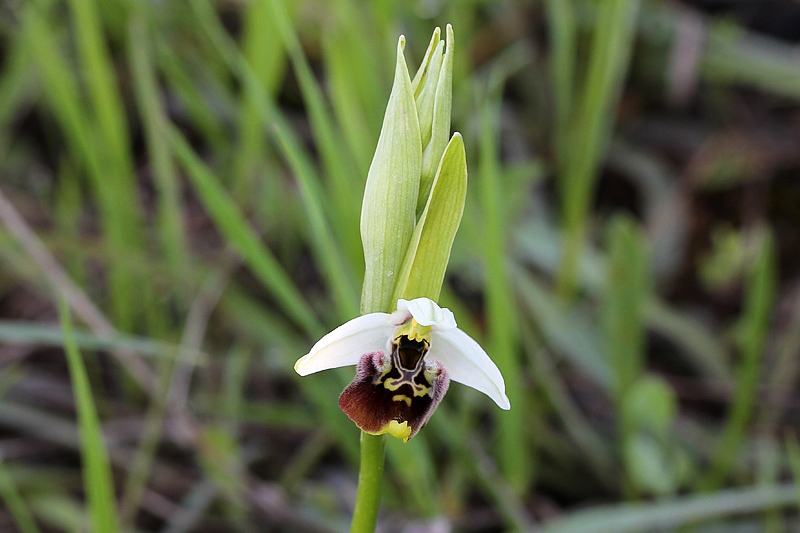 3-ophrys appennina.jpg