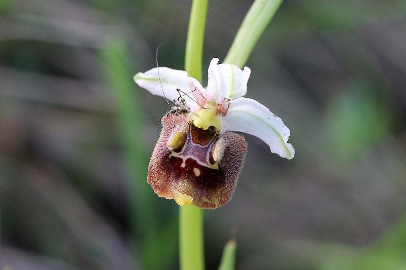 4-ophrys appennina.jpg