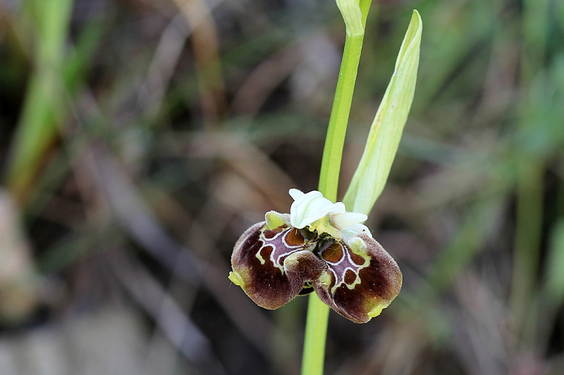 5-lusus di ophrys appennina.jpg