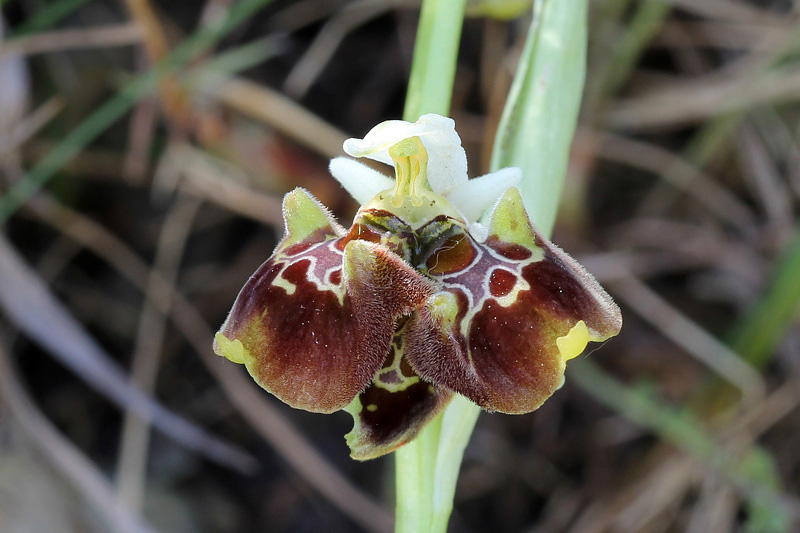 6-lusus di ophrys appennina.jpg