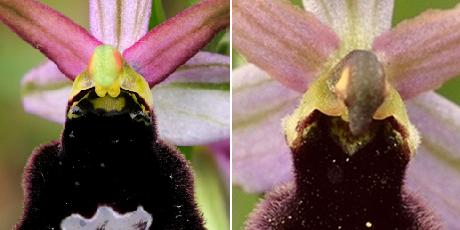 Op. benacensis (vera bertolonii) - xflavicans.JPG