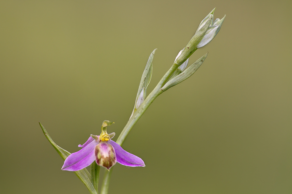 Ophrys apifera var. tilaventina (3).jpg