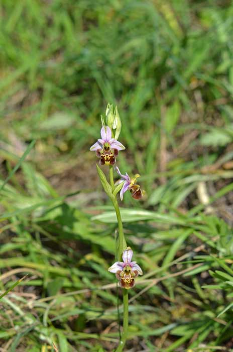 13_151_O-holosericea_Oltrepo_WEB_22052013.jpg