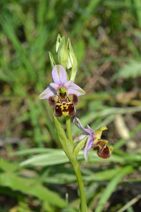 16_168_O-holosericea_Oltrepo_WEB_22052013.jpg