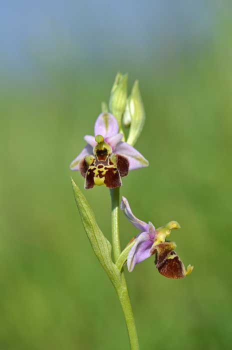 17_153_O-holosericea_Oltrepo_WEB_22052013.jpg