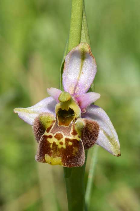 20_114_O-holosericea_Oltrepo__WEB_22052013.jpg