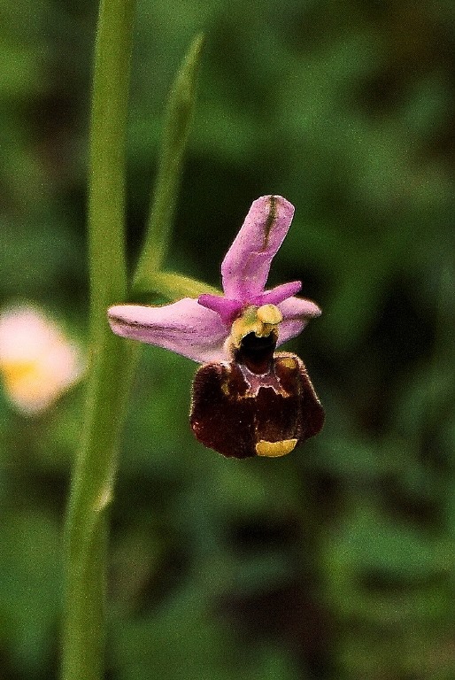 Ophrys appennina 6889 - Copia - Copia (2).JPG