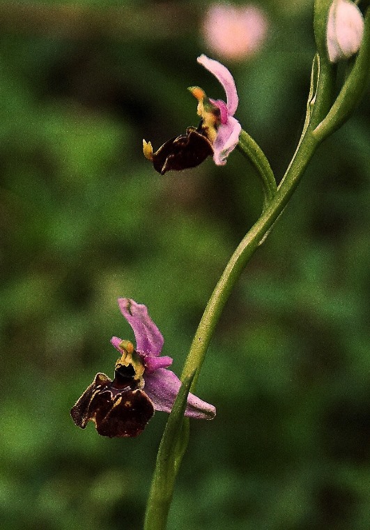 Ophrys appennina 6889 - Copia - Copia - Copia.JPG