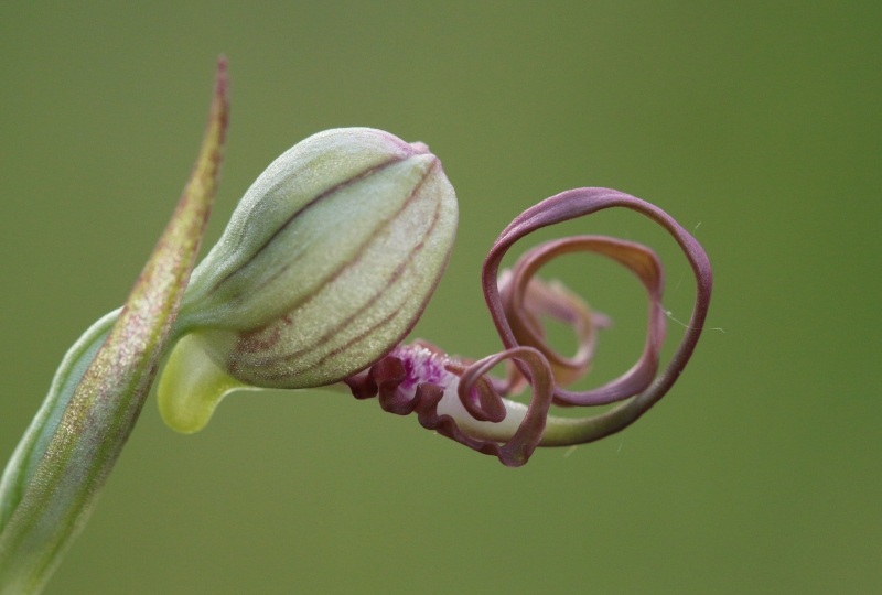 H.adriaticum 3.jpg