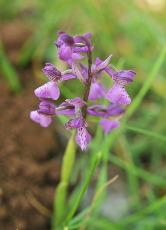 anamor001768.jpg