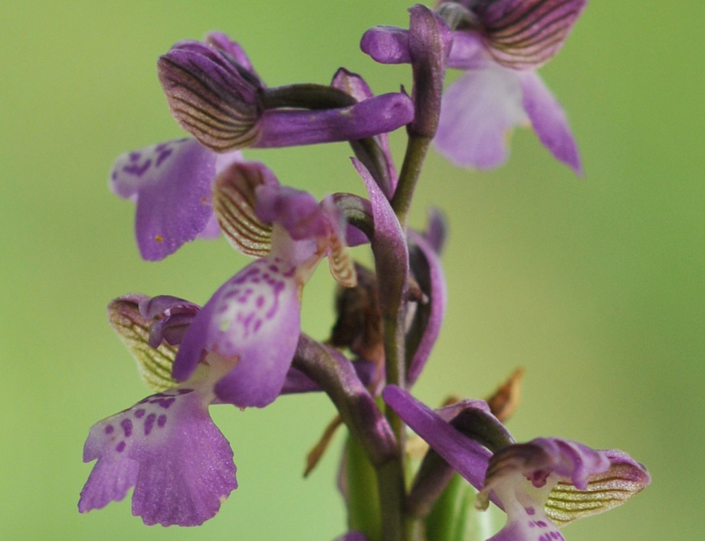 anamor004768.jpg