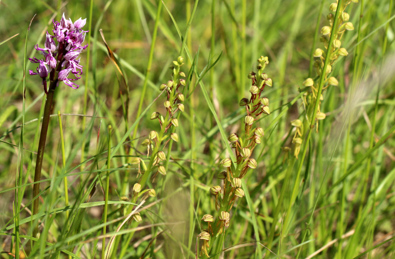 Orchis simia e Orchis anthropophora.jpg