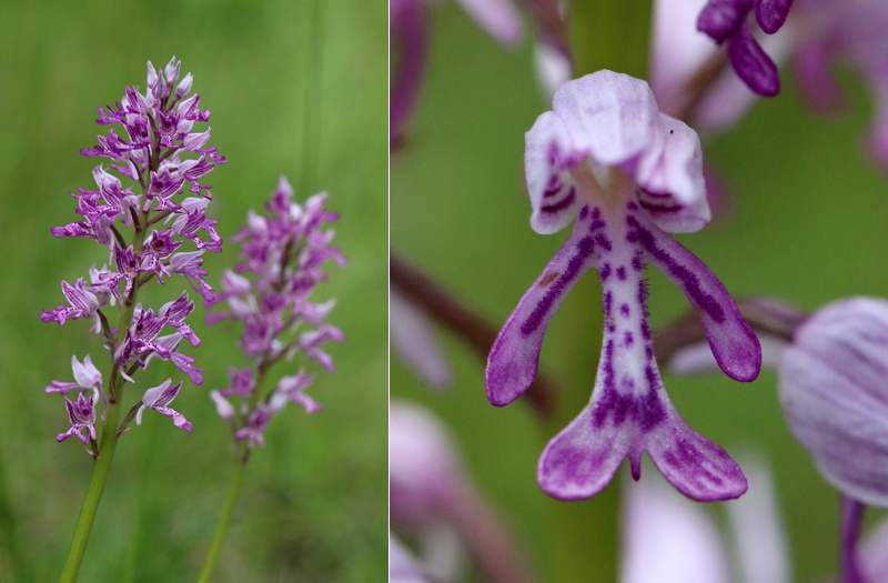 Orchis militaris.jpg