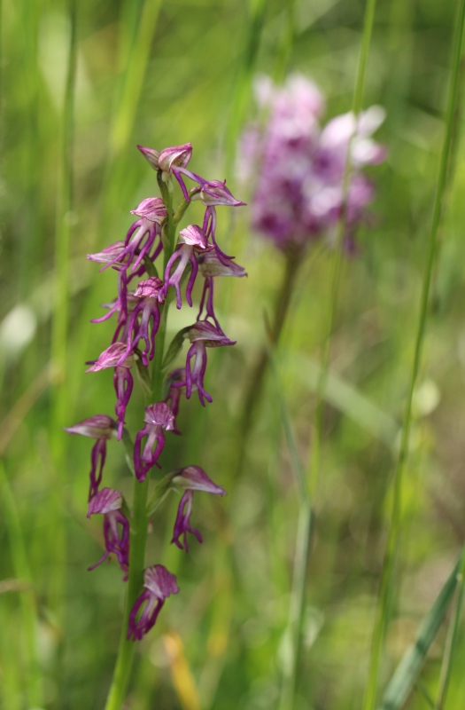 Orchis anthropophora x O. simia.jpg