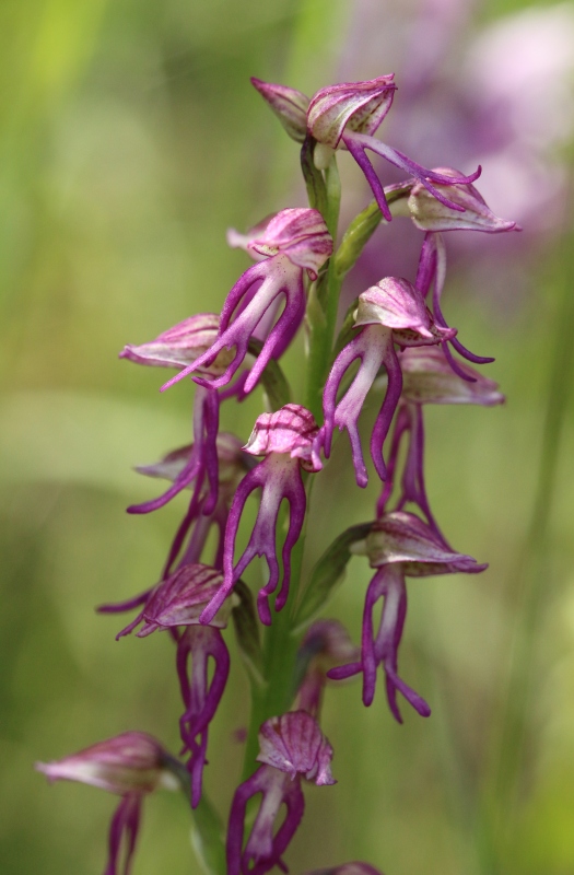 O.anthropophora x O. simia.jpg