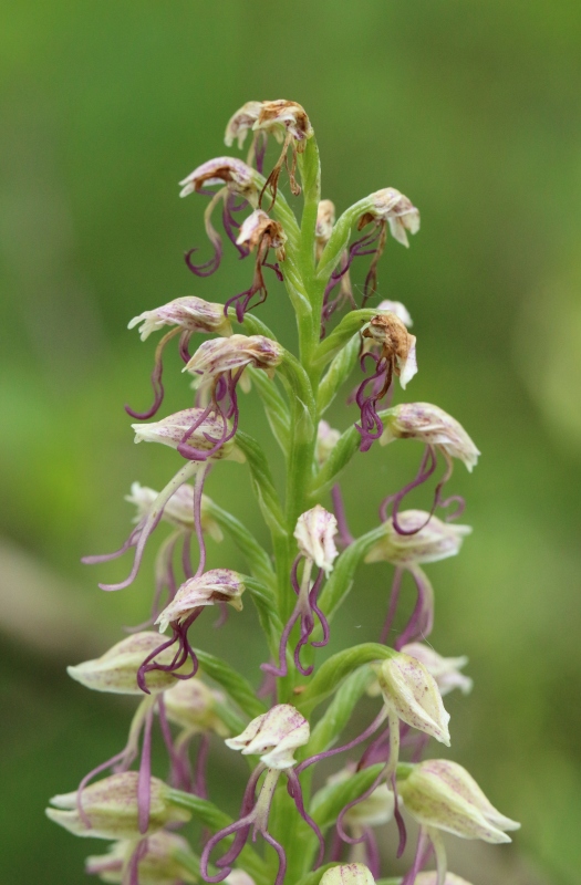 O. anthropophora x O. simia.jpg