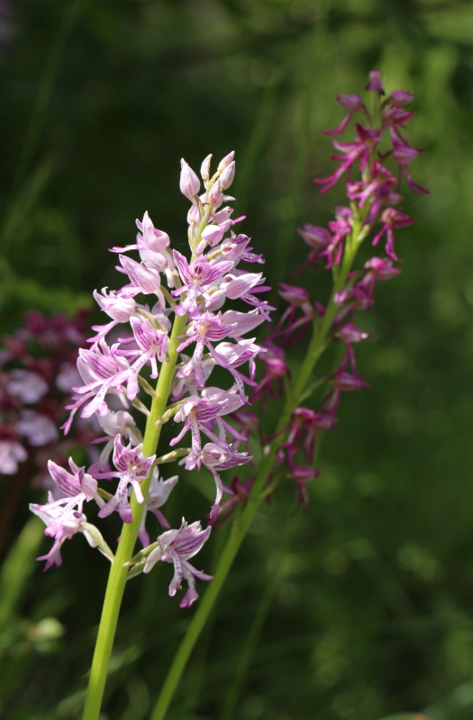 Orchis anthropohora x Orchis militaris.jpg