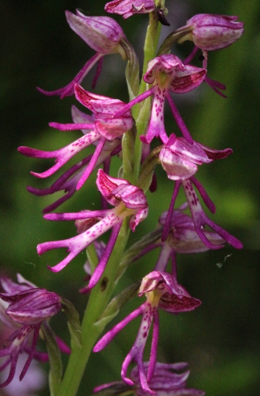 Orchis anthropophora x O.militaris.jpg