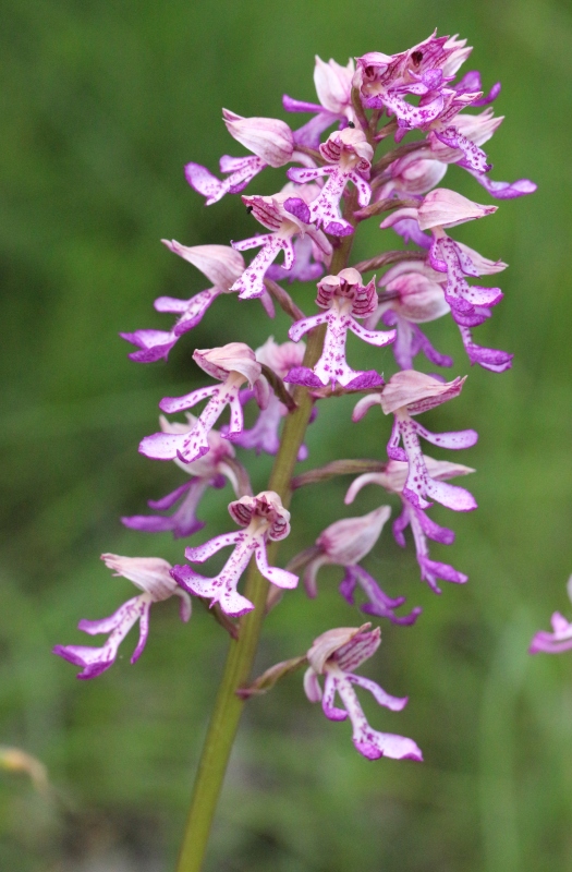 Orchis militaris x Orchis purpurea.jpg