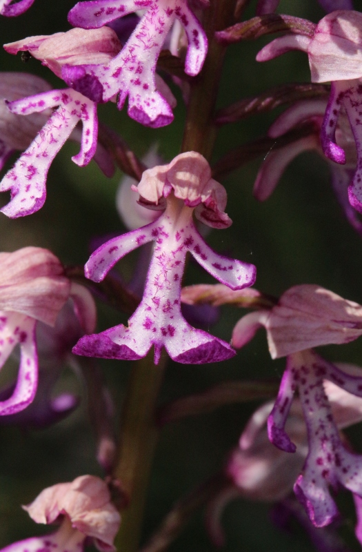 O.militaris x Orchis purpurea.jpg