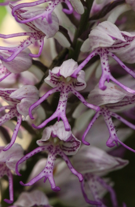 Orchis militaris x O. simia.jpg