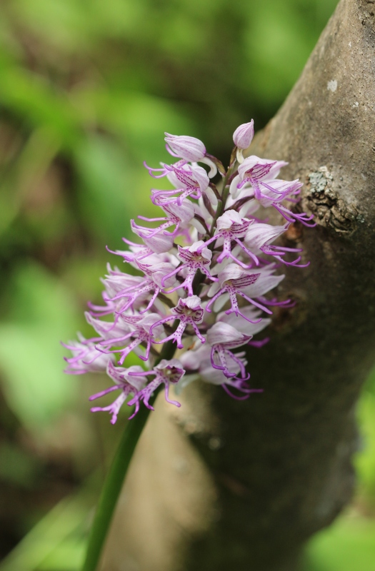 Orchis militaris x simia.jpg