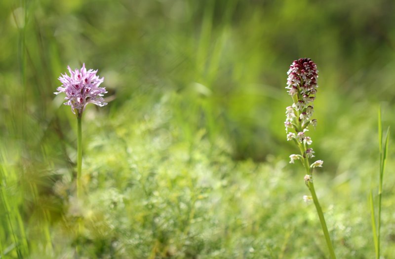 N.tridentata e N. ustulata.jpg