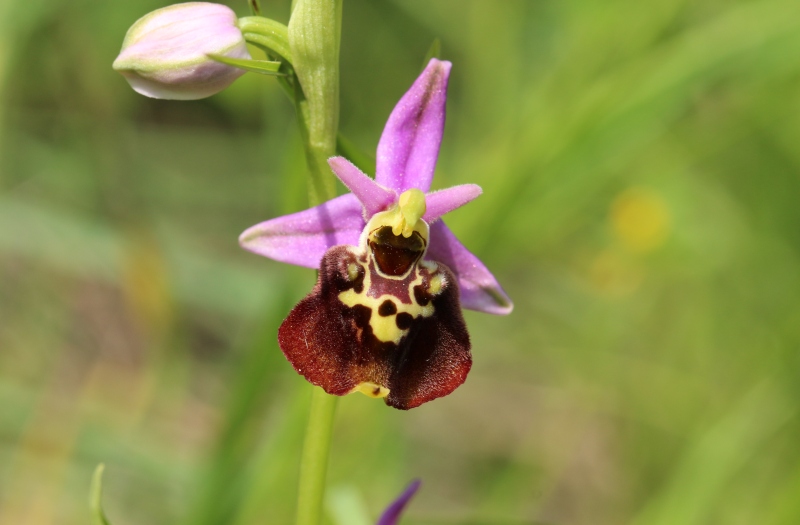 Ophrys fuciflora.jpg