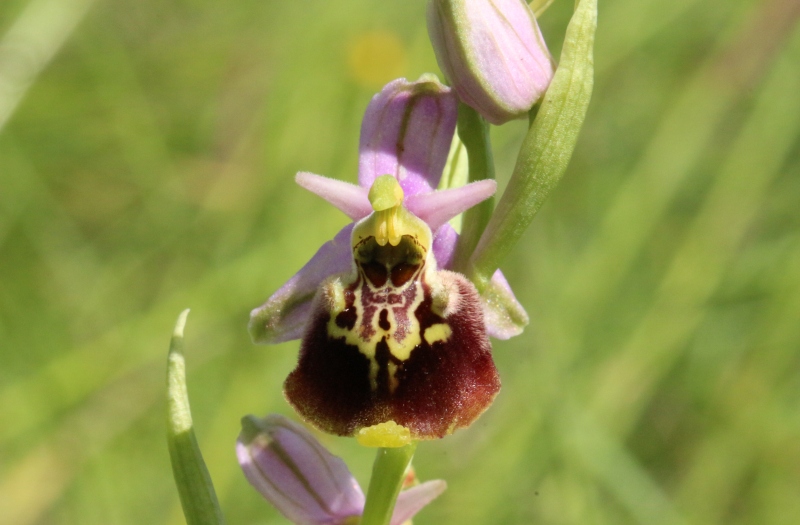 Ophrys fuciflora dinarica.jpg