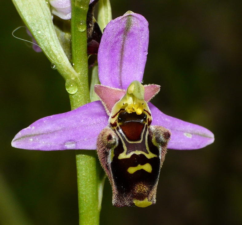 apixpinguis2.jpg